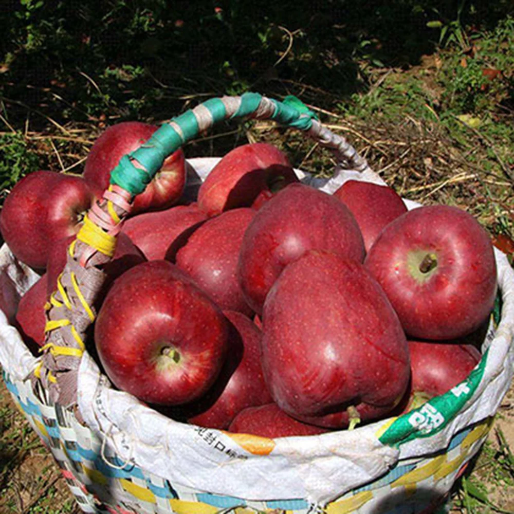 Good quality delicious fresh red huaniu apples