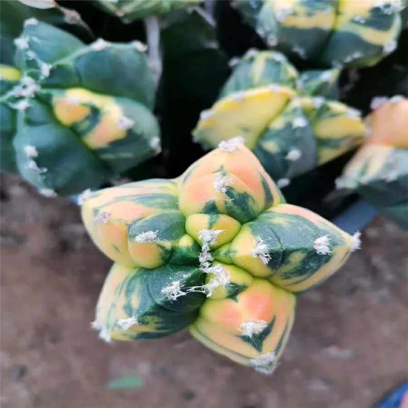 Beautiful grafted cactus, colorful Succulent Plants indoor plant Natural plants