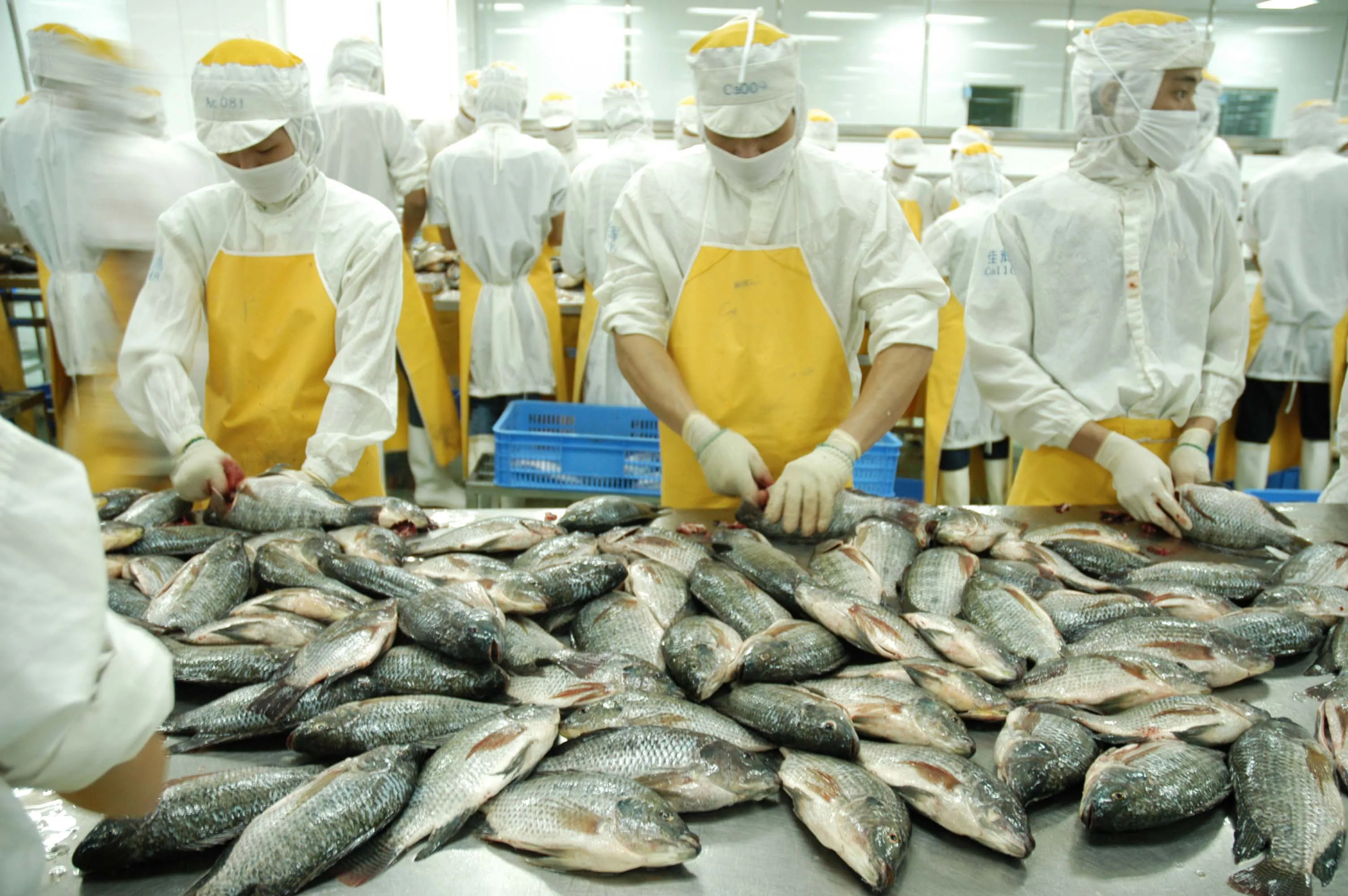 Замороженная черная Тилапия рыба цельная круглая G &