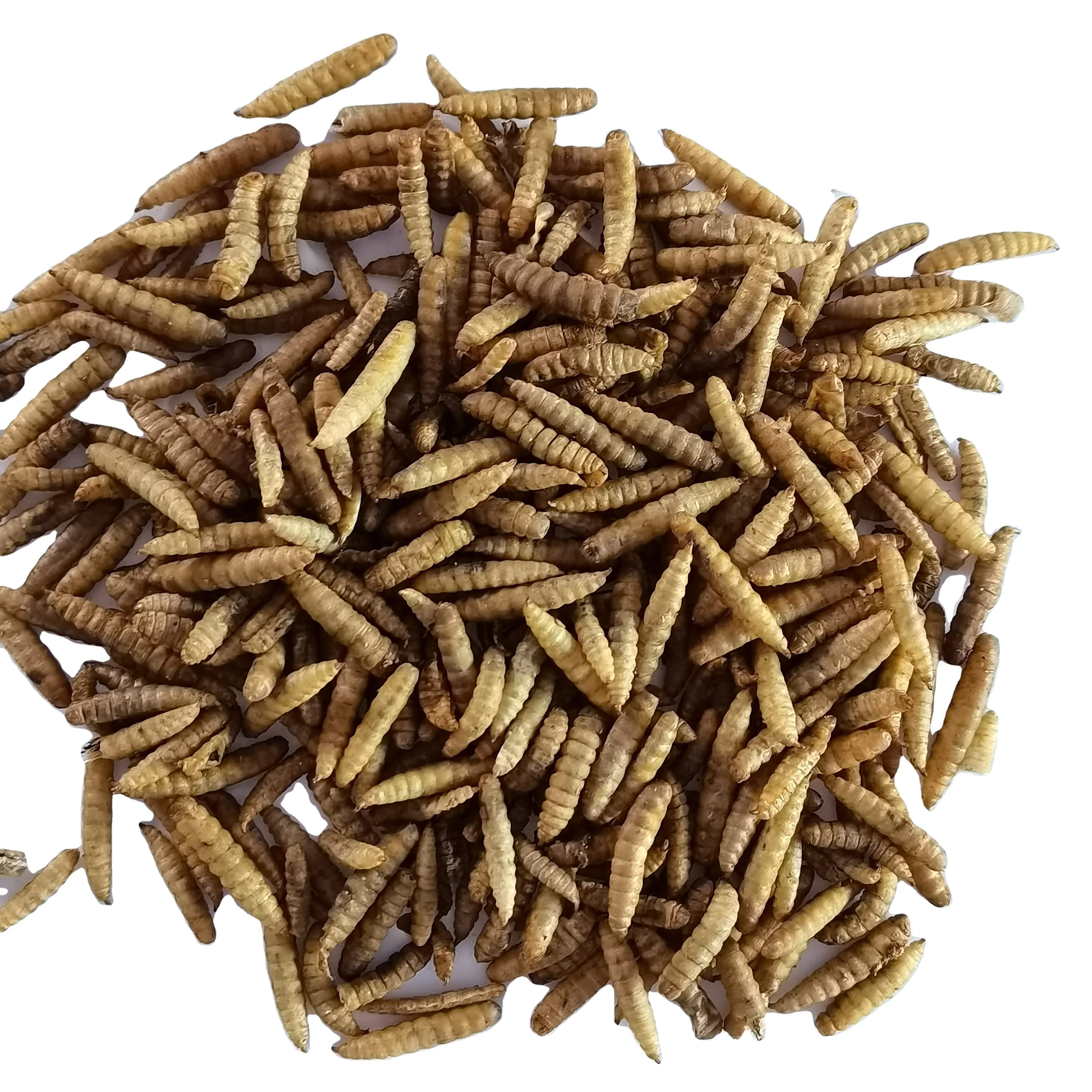 Freeze dried Mealworm black soldier fly larvae with high fat and high protein for fish, birds and small animals