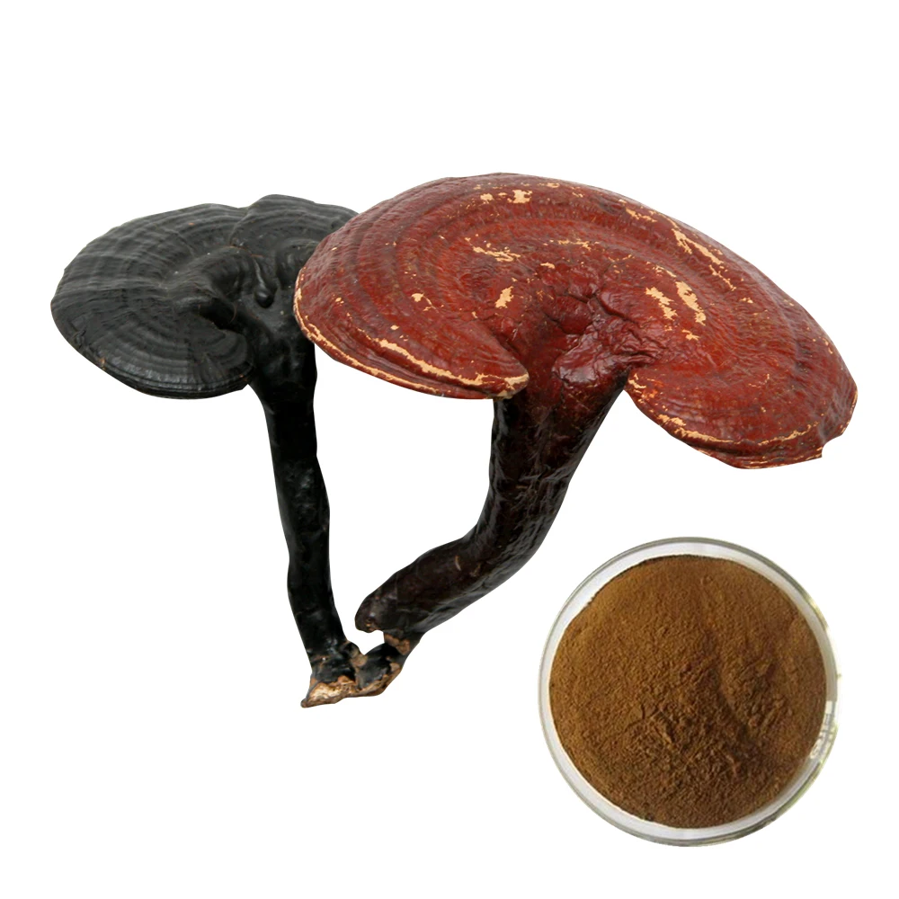 Promotes Heart Health Reishi Mushroom extract Mycelium  30% Polysacharides by UV Ganoderma lucidum powder