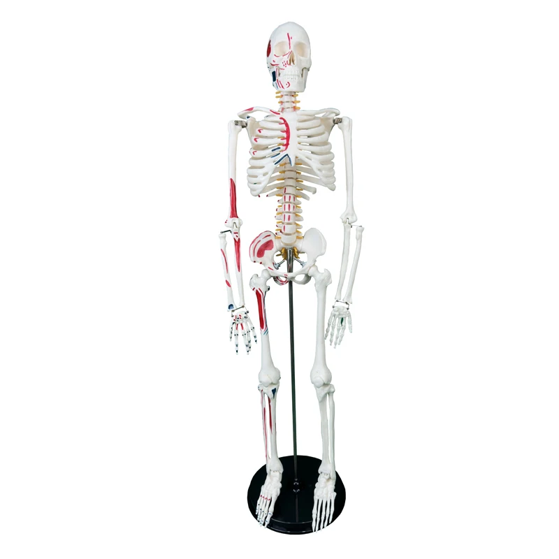 Anatomy Model High Quality 85CM Human Bone Skeleton With Neurovascular and Muscle Start End Points Teaching Resources