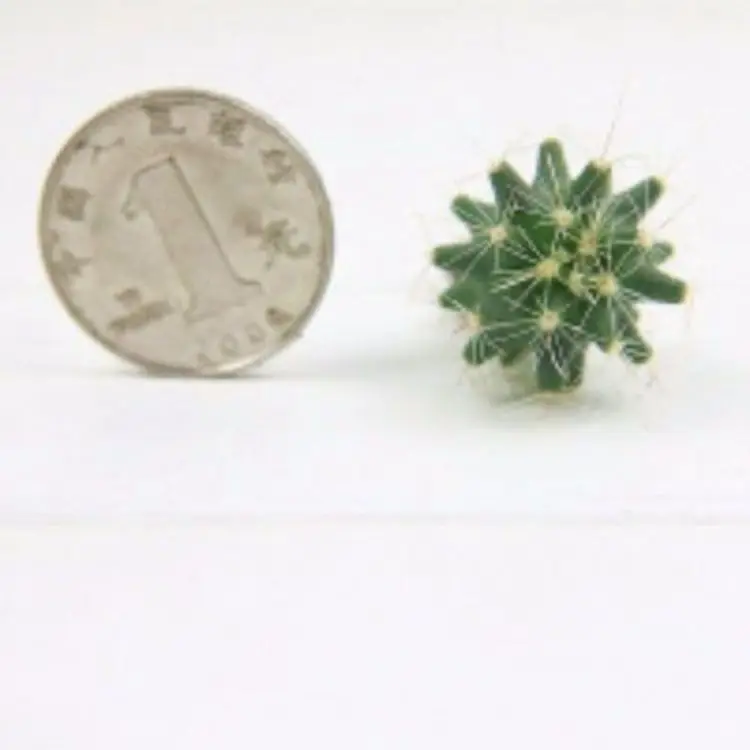 
Hot Selling Good Quality High Quality Cheap Small Cactus Plant 