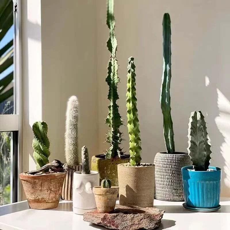 Wholesale different kinds pot cactus plant bonsai home office desk decoration