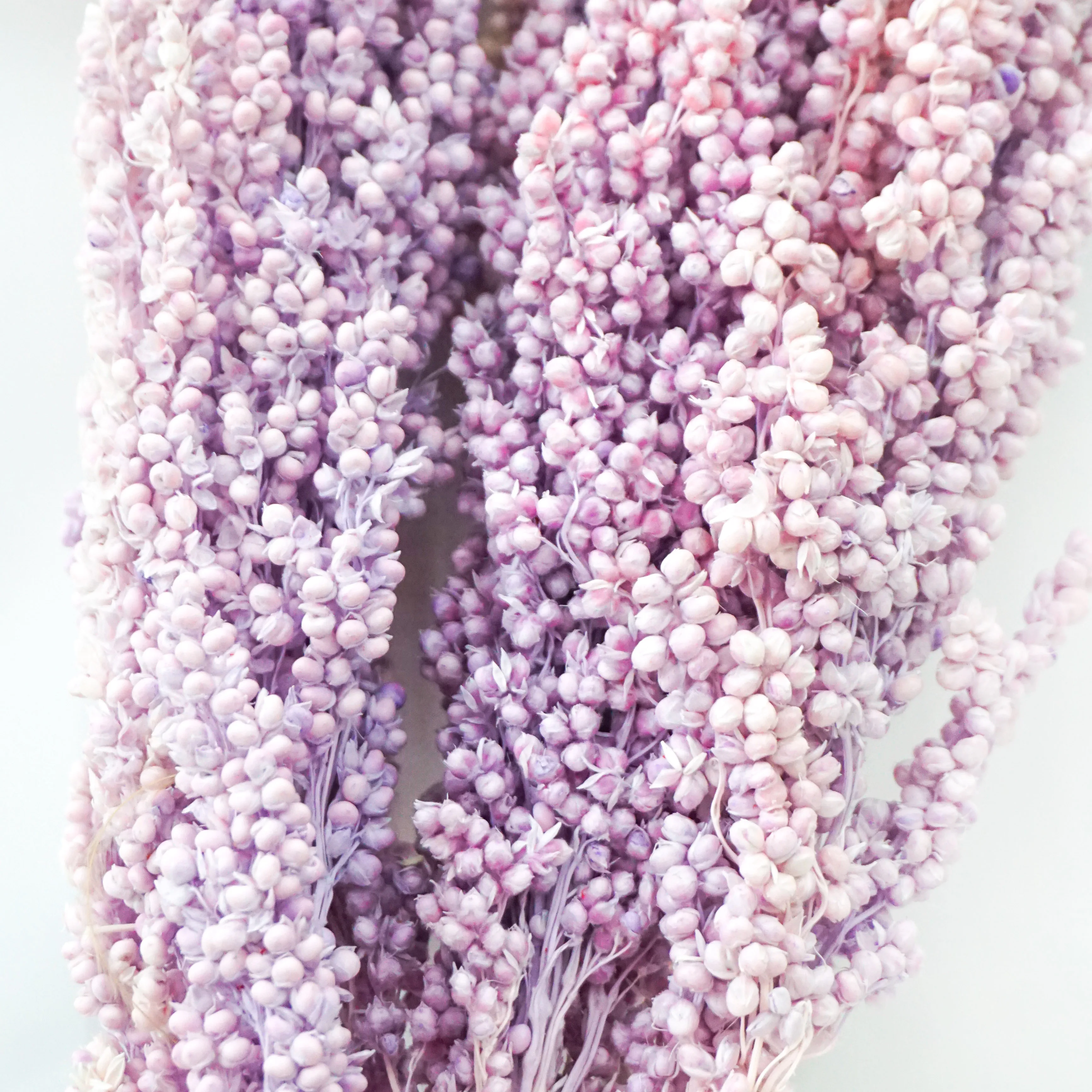 The Most Popular Dried Plants And Flowers On INS Dried Flowers Decoration Sorghum