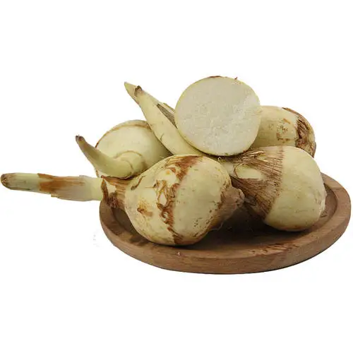Hot selling wholesale Delicious ingredients arrowhead fresh Vegetable arrowhead