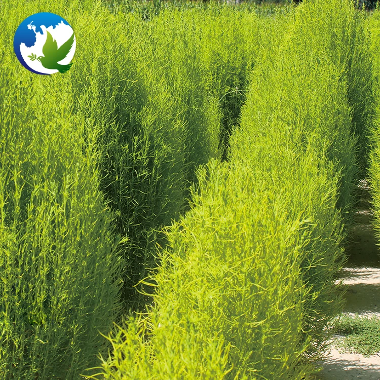 
Green Kochia Scoparia Schrad Seeds Special High Sprouting Rate Burning Bush Garden Flower Tree Seeds 