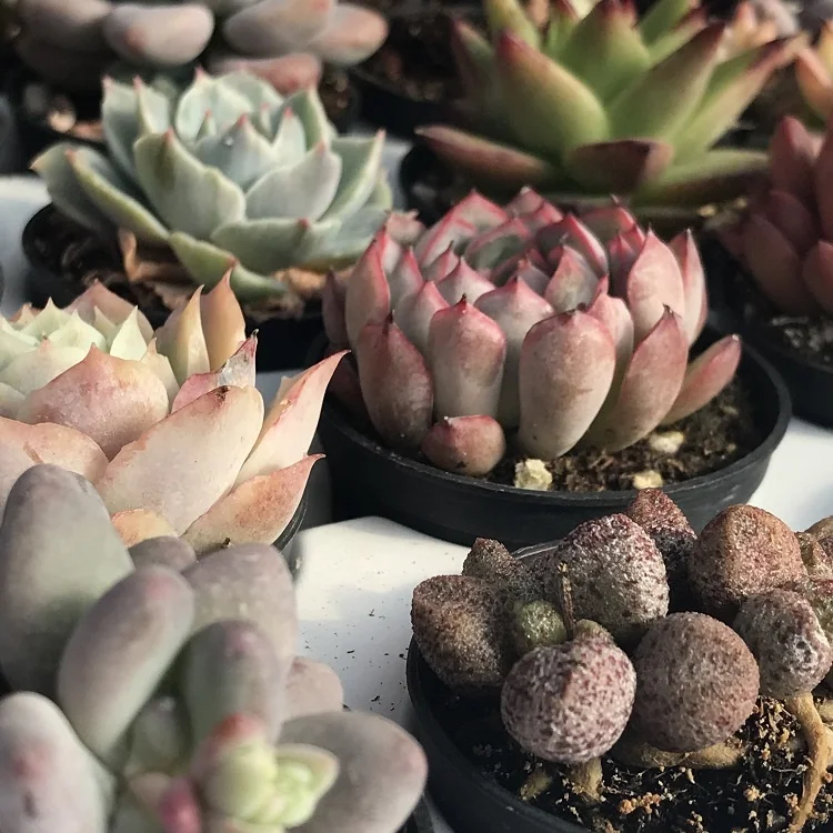 
wholesale 48 kinds of plants, 54 pcs live natural succulent Plant combination 