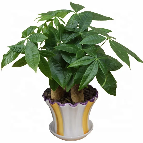 
high quality low price promotion popular Pachira Fortune tree ornamental live real natural plant 