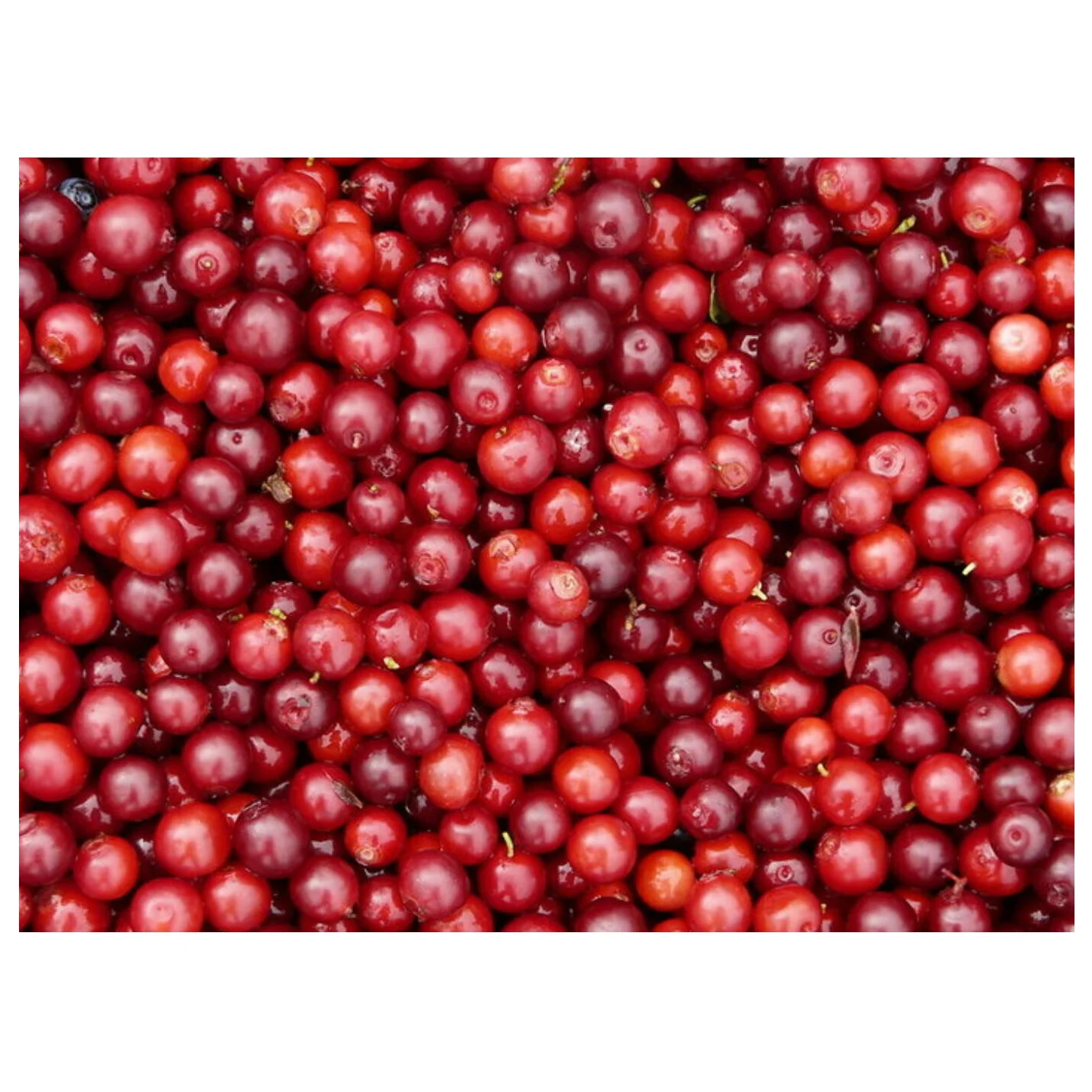 Fresh Berries Blueberry Cloudberry Cranberry Strawberry / Eco-Friendly Plastic Trays GOST Standard Prepackage