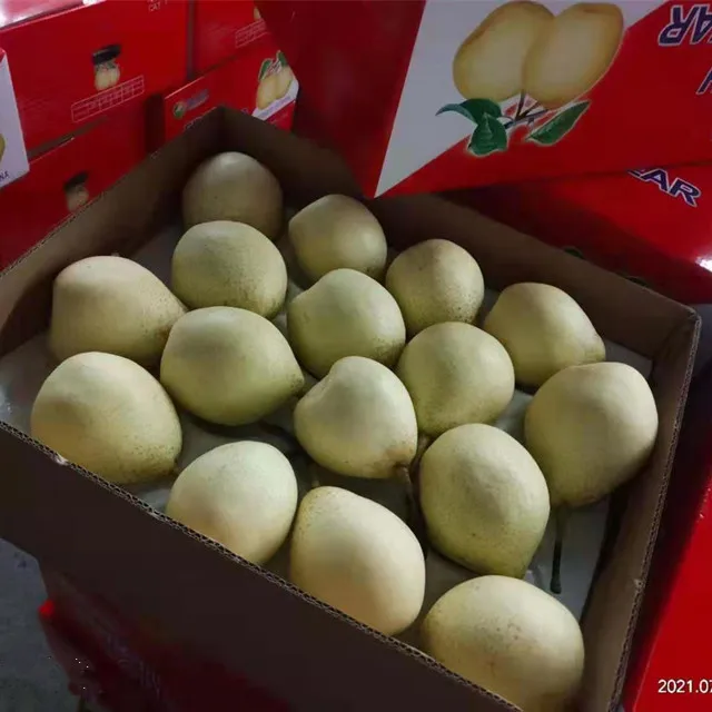 fresh pear new crop of china 2021 fresh Ya pear/ fresj Su pear /Golden pear