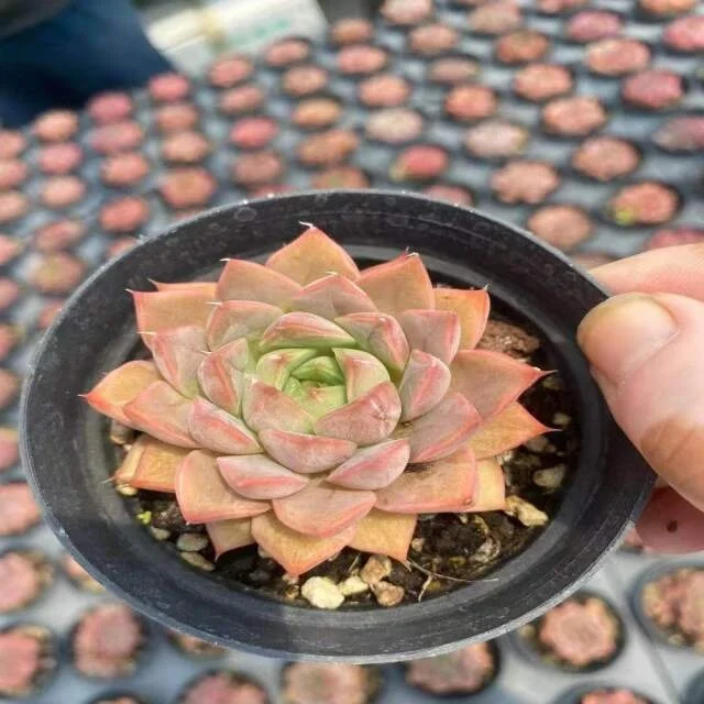 BL033	Echeveria Rose Woman Grac 9CM  Red Moran Office Decoration Live Plant  Glass Terrarium Natural Succulents