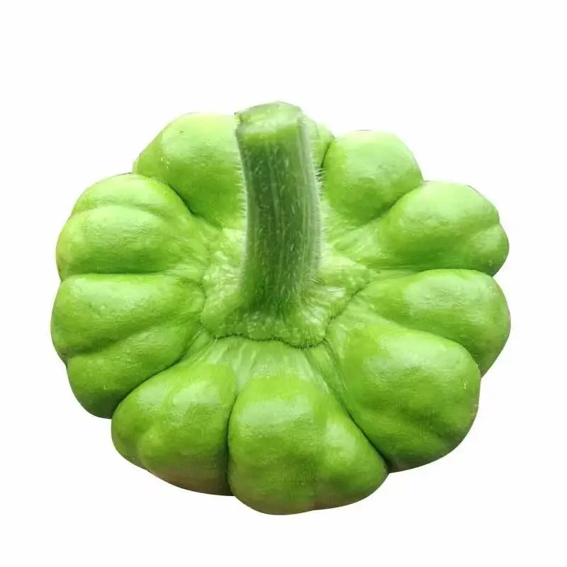 Fresh Vegetables Picking Green Pumpkin in Yunnan