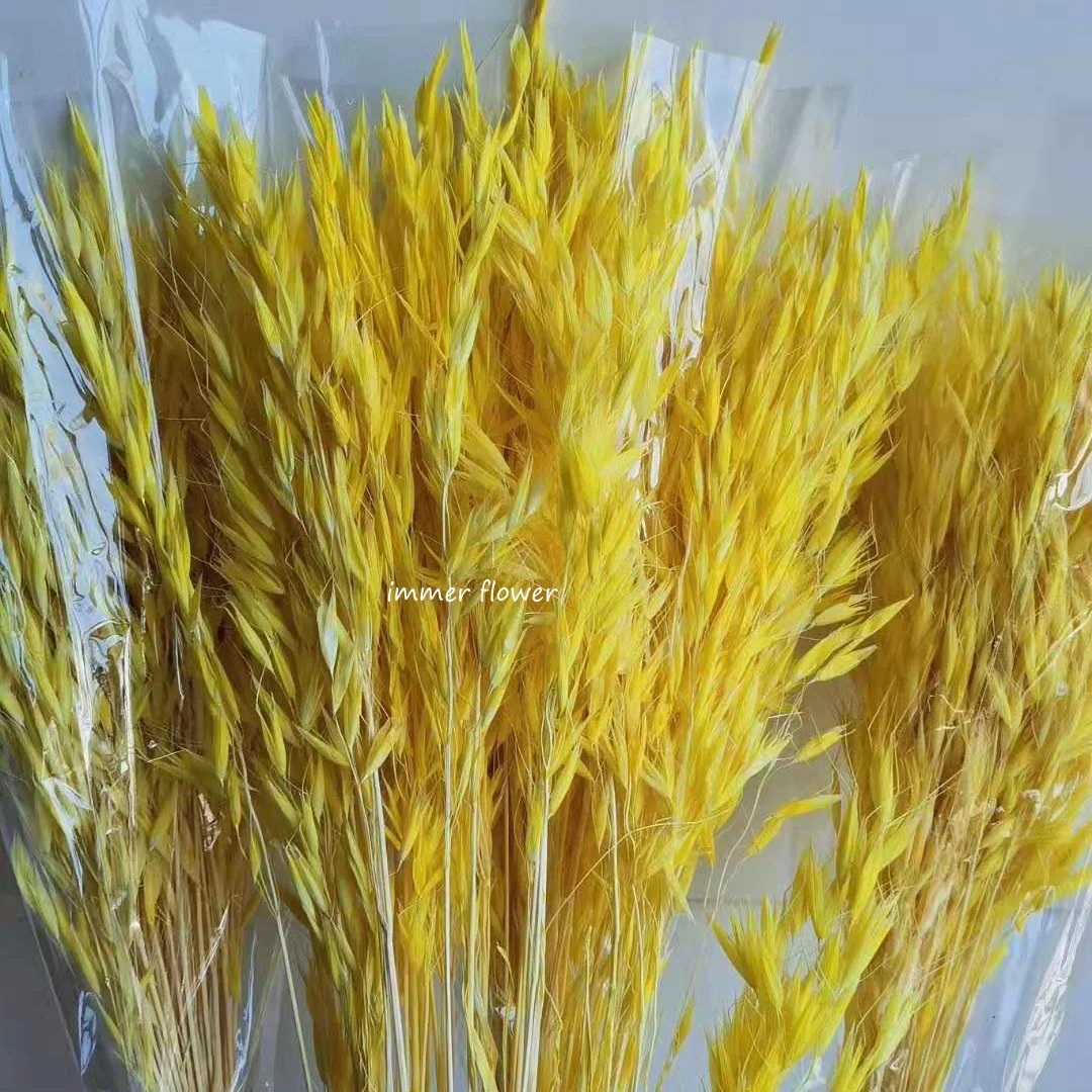 Cheap Wholesale Dry Oat Flower Wheat Ears from China