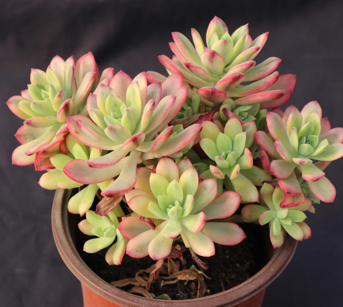 Echeveria Minibelle variegata succulent plant with competitive price  Woody Plants