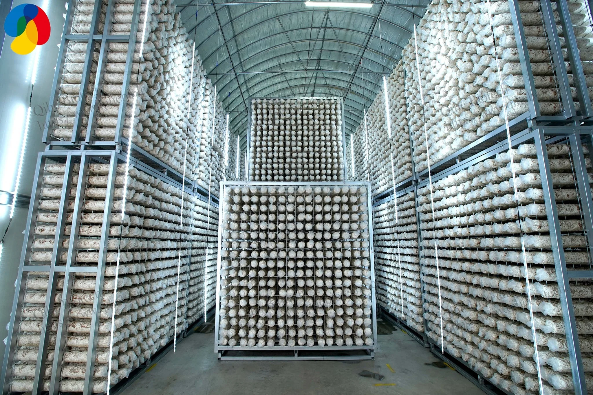 Qihe oyster mushroom log