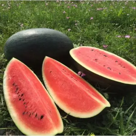 Best Selling Factory Price Fresh Watermelon High Quality Fresh Seedless Watermelon Sale Bulk Fresh Fruit Watermelon