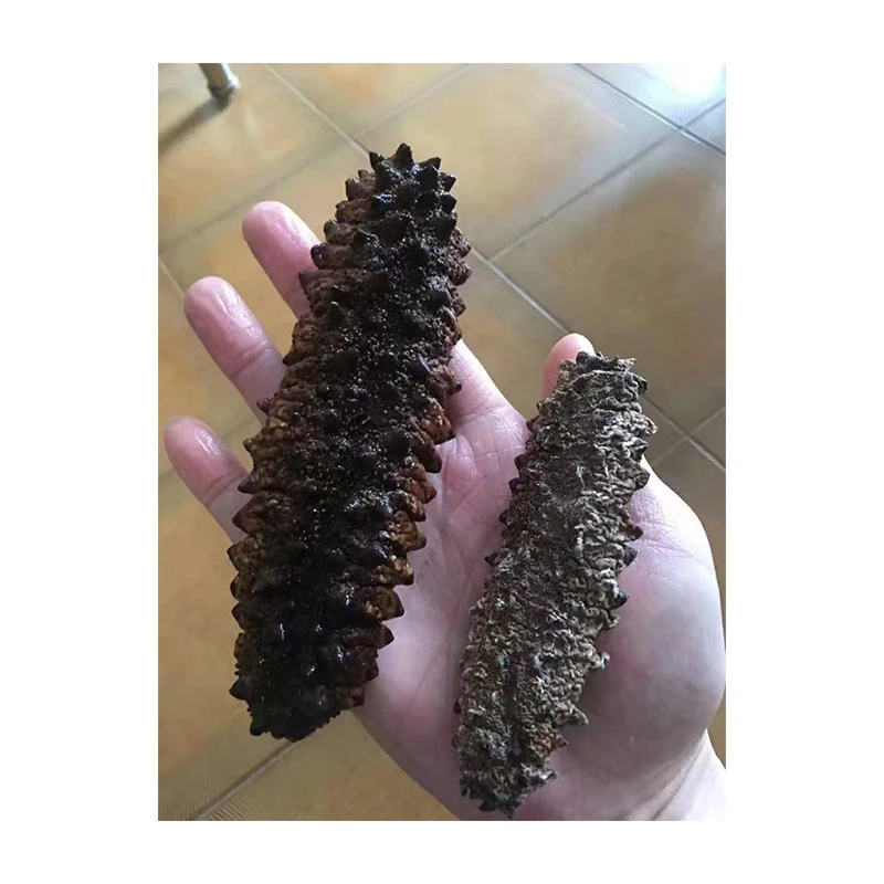 High Quality Holothurian Good Price Simonfish Amsterdam Frozen Seafood New Crop Premium Dried Sea Cucumber