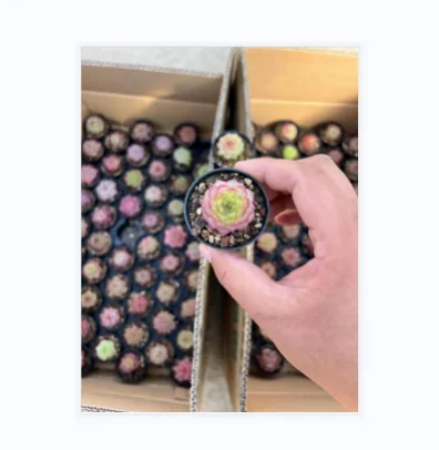 Custom Living Room Interior Mini Artificial Succulents Wedding Hall Decoration