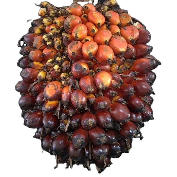 oil palm seeds