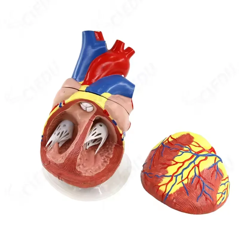 Advanced PVC Heart Anatomy Model 5 Times Anatomical Big Antonomy Heart Model