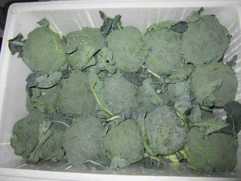 High Quality Vegetable Cauliflower From China Factory for Export