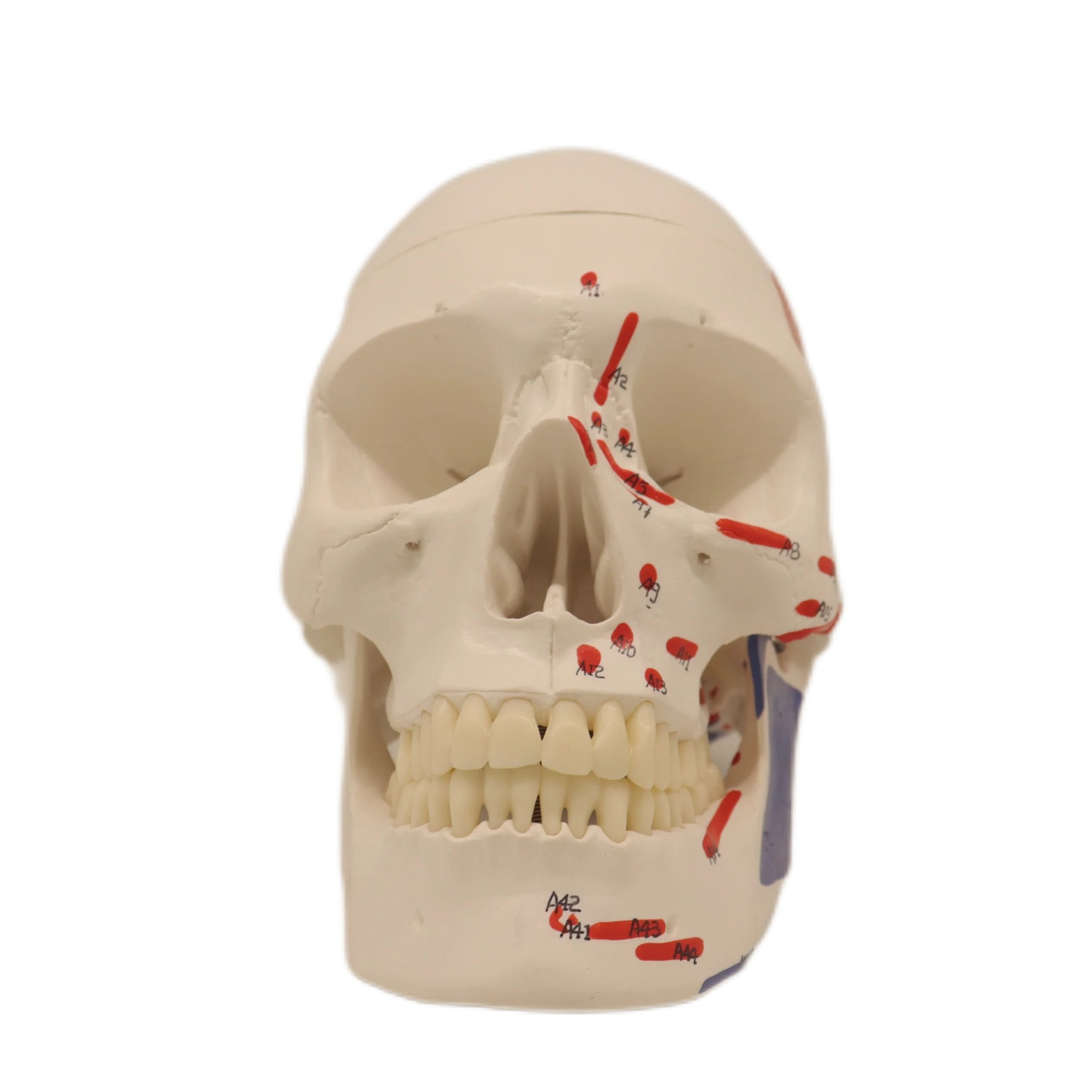 Medical Educational Equipment PVC Adult Skull With Blood Vessels And Nerves