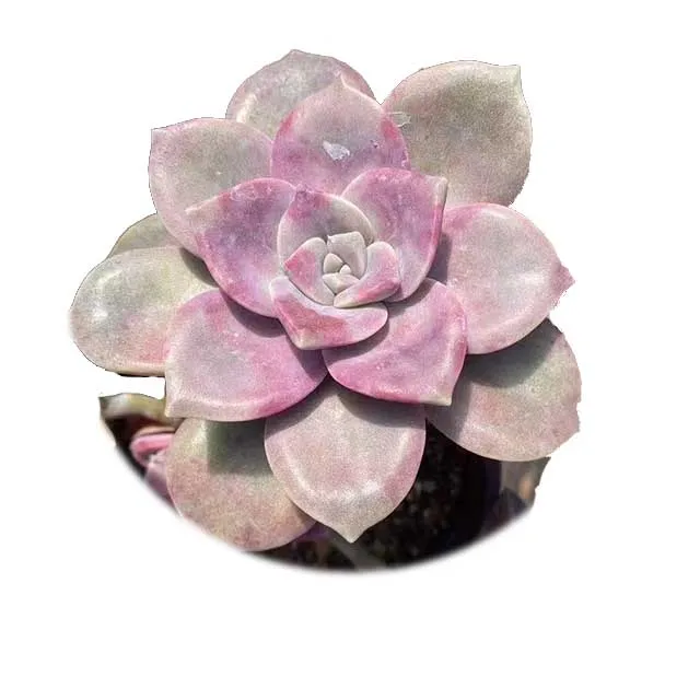 
 Оптовая продажа, снежные белоснежные живые суккуленты Graptopetalum, комнатные мини-горшки, настольный бонсай  