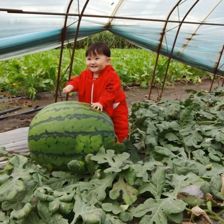 
Best Quality China Hybrid F1Big Zebra Watermelon Seed For Planting 10000 seeds/KG germination rate 95% 