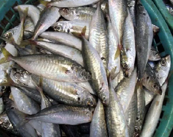 
frozen indian king mackerel scad 