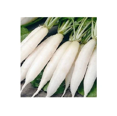 CHEAP PRICE-FRESH RADISH/NATURAL WHITE RADISH FROM VIET NAM ( MS.HOLIDAY Whatsapp +84-845-639-639)