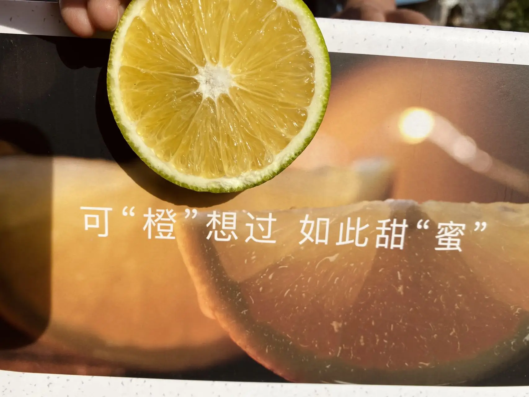 Good Quality cheap price fresh big sweet mandarin orange