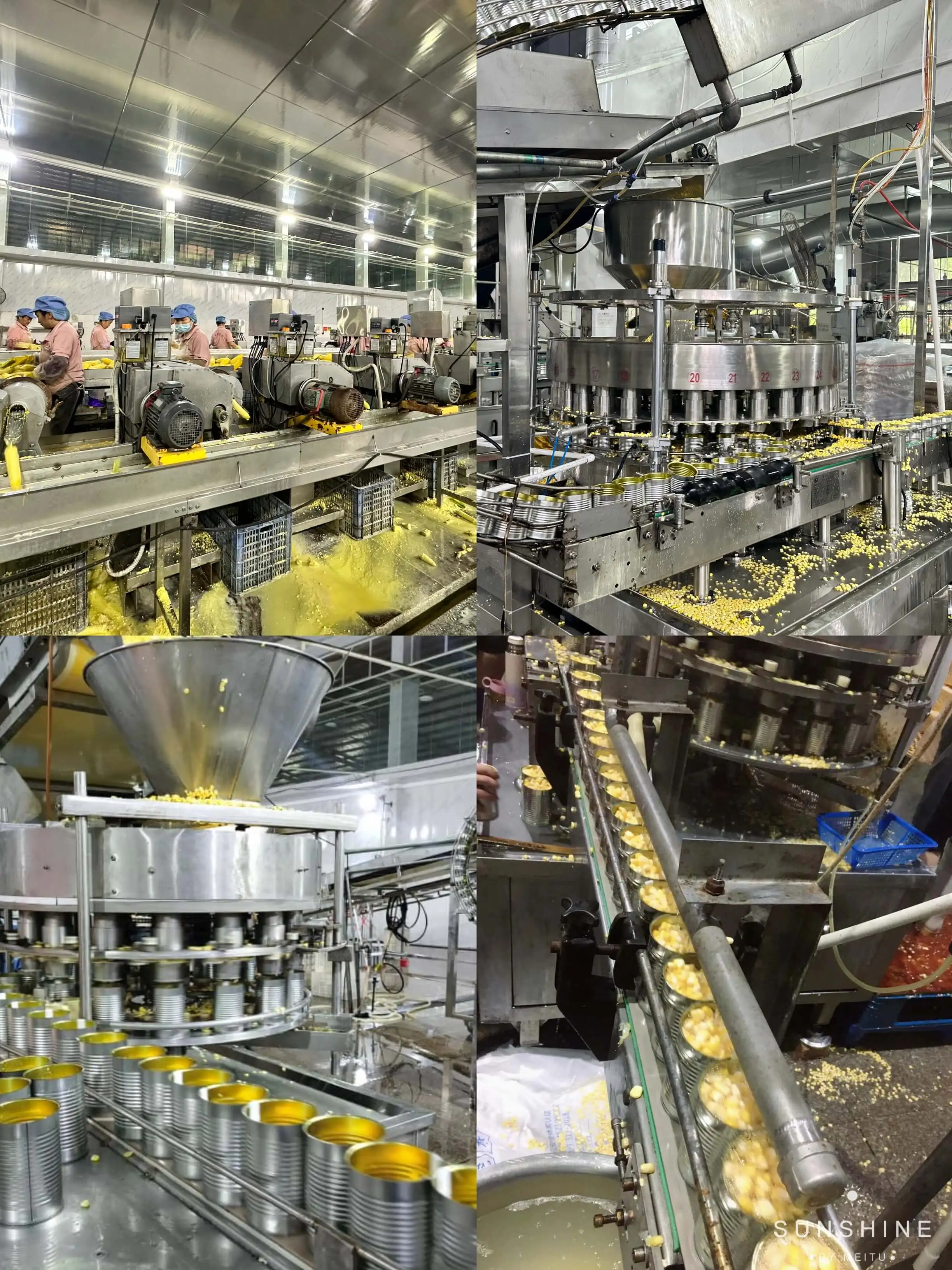 Wholesale Natural Food Canned Yellow Sweet  Corn Canned Vegetables For Eating Water Preservation