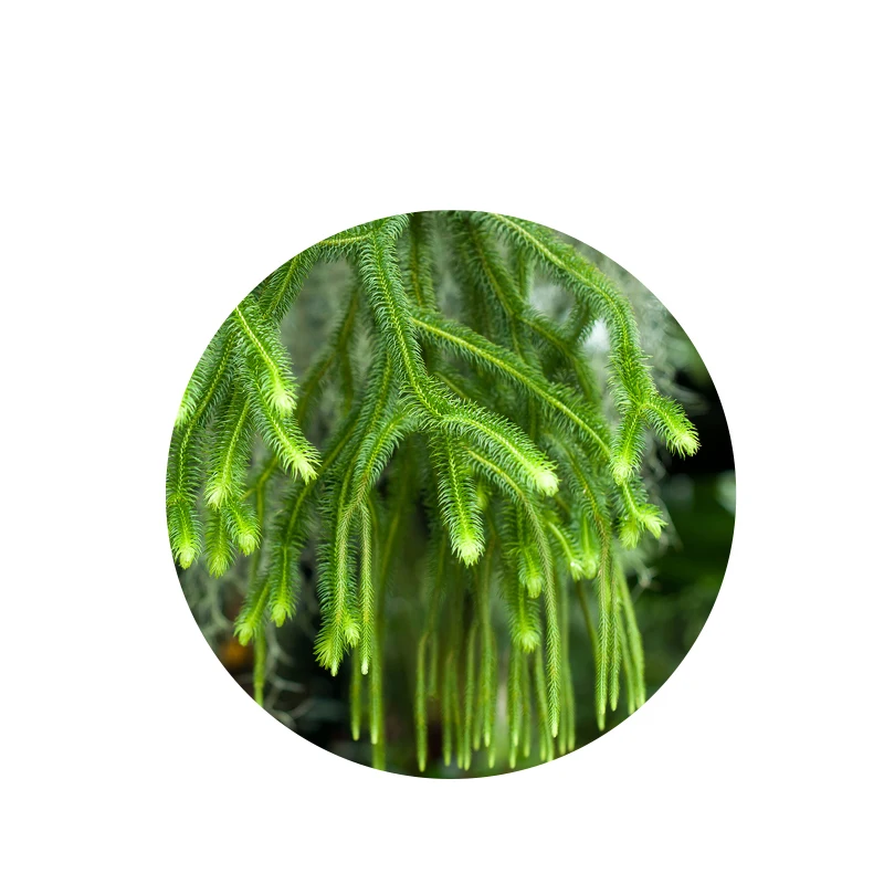 100% Natural Melaleuca Tower Extract and Huperzine A Powder