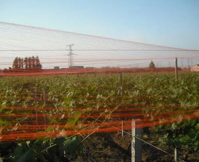 Factory polyethylene anti bird mesh / bird net trap / PP/PE anti-bird netting made in China