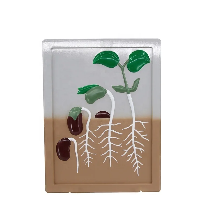 Высококачественная модель соевых бобов с жизненным циклом для обучающей модели