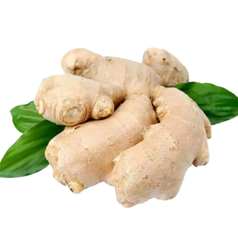 Best 1Kg Fresh Ginger Price Top Grade chinese mature super ginger With Customized Ginger Packaging