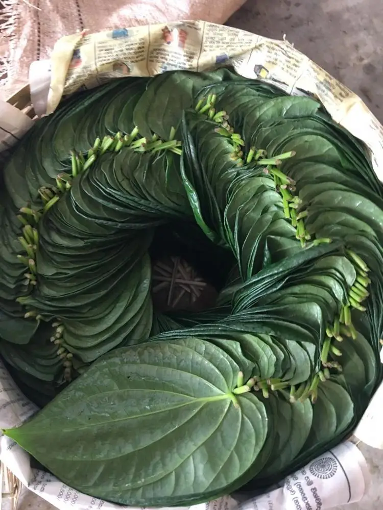 Betel leaf
