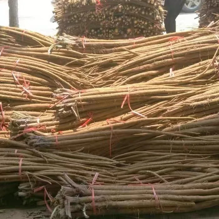 New crop of Chinese fresh burdock root wholesale price vacuum pack yellow burdock other fresh vegetables for sale