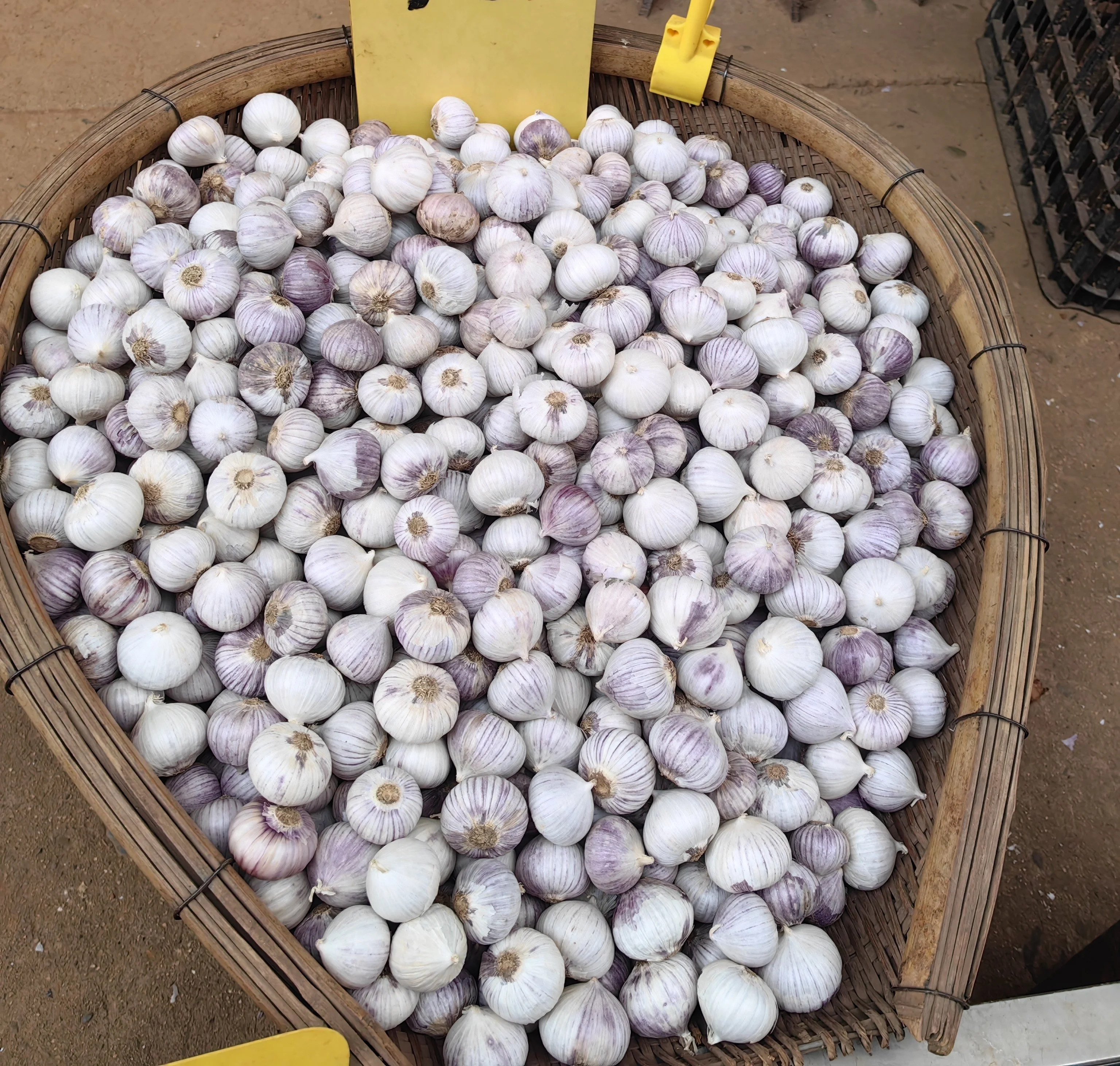 2023 new season SINOFARM brand Chinese fresh single clove garlic price for wholesale fresh solo garlic supplier from China