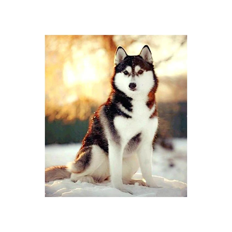 Factory wholesale custom home effect wall decoration painting 2021 Dog animal 5D DIY diamond painting set animal