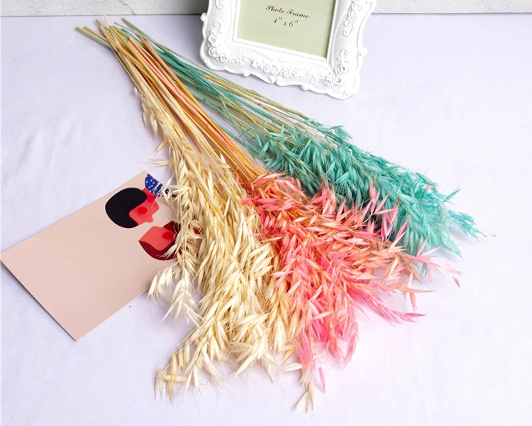 natural plant Oats real Avena Sativa bundle dried decorative flower for vase of house