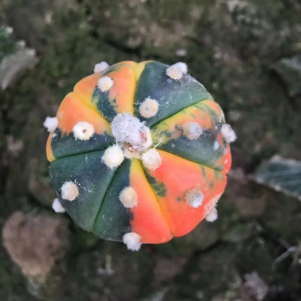 Оптовая продажа, привитый Астрофитум, мини кактус, живой кактус, суккулент для продажи