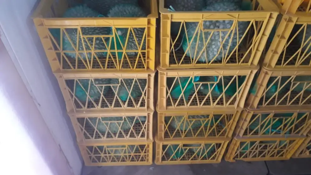 DURIAN RI6 Vietnam In Season 2021