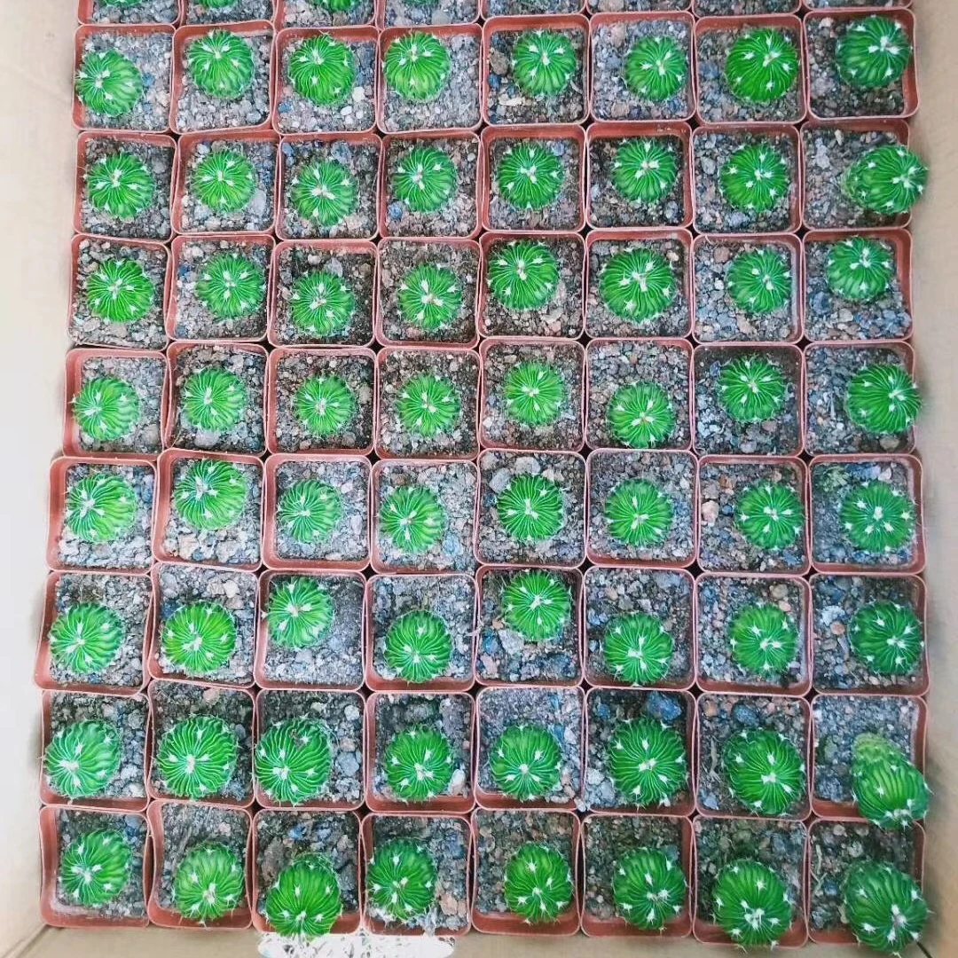Seeding plant live mini cactus Stenocactus multicostatus 3-4cm indoor gardening cactus plant