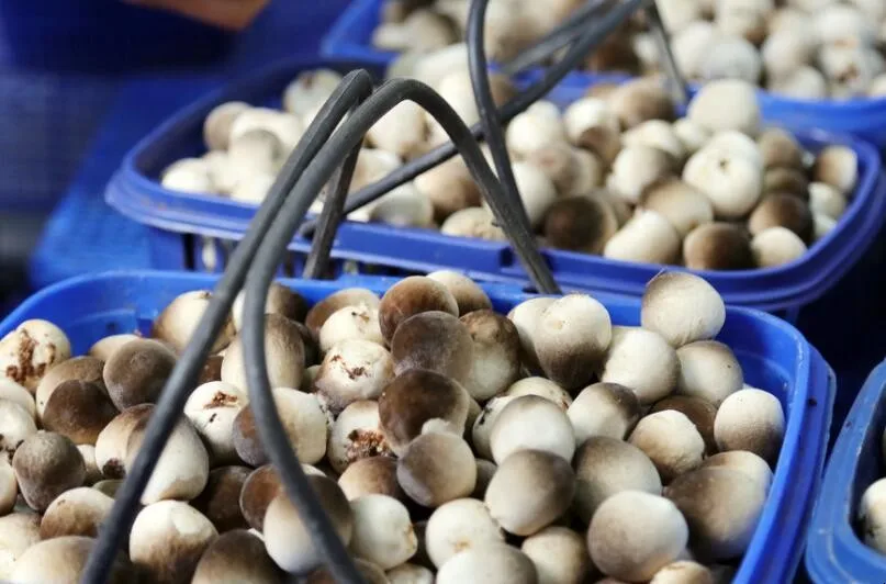 Canned Straw Mushroom in Halves in Brine Canned Food