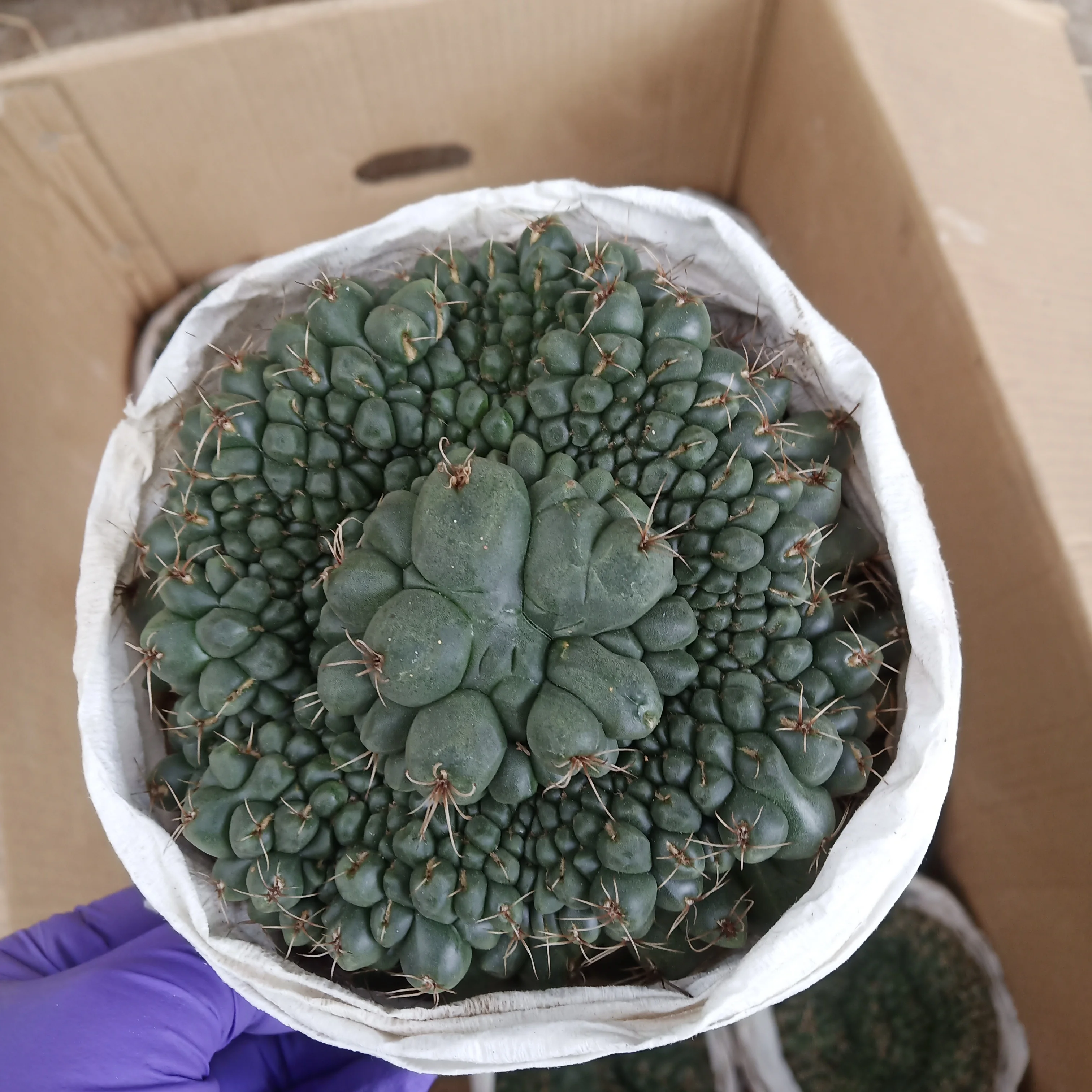 wholesale cactus Gymnocalycium baldianum crist natural plant nature cactus
