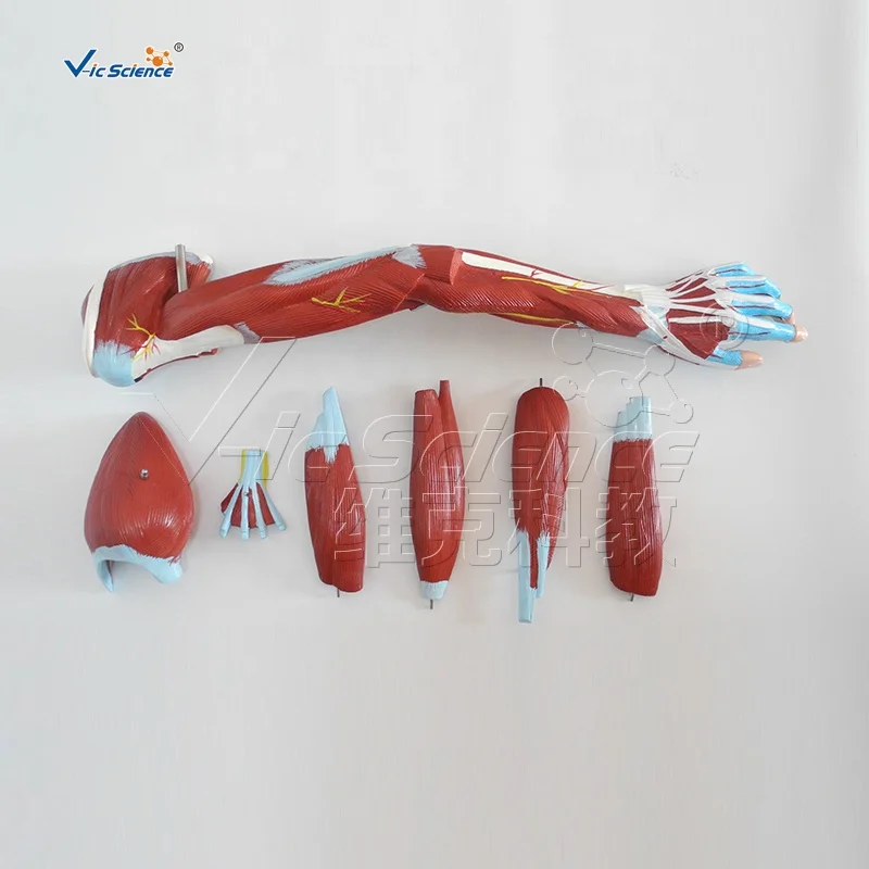 human arm muscle anatomical teaching model human arm anatomy medical model