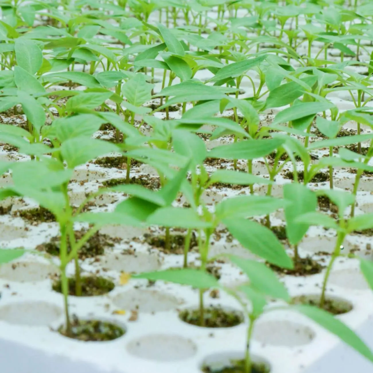 UPuper Cultivation Plug stone wool hydroponic 0.8x1 inch for agriculture farming indoor agricultural greenhouse