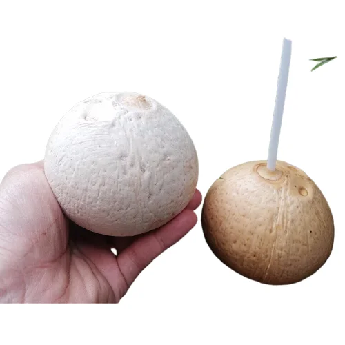FRESH YOUNG FULLY HUSKED COCONUT FROM VIETNAM WITH CHEAP PRICE FROM EXPORTER VIETNAM